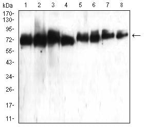 Figure 1:Western blot analysis using ATG16L1 mouse mAb against Hela (1), Raji (2), PANC-1 (3), Jurkat (4), PC-12 (5), HepG2 (6), Hek293 (7), and NIH3T3 (8) cell lysate.