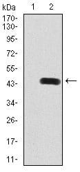 Figure 1:Western blot analysis using LRP1 mAb against HEK293 (1) and LRP1 (AA: 20-155)-hIgGFc transfected HEK293 (2) cell lysate.