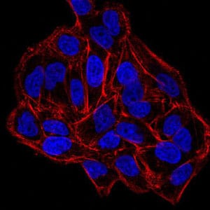 Figure 1:Immunofluorescence analysis of HeLa cells using DNMT3B mouse mAb. Blue: DRAQ5 fluorescent DNA dye. Red: Actin filaments have been labeled with Alexa Fluor- 555 p
