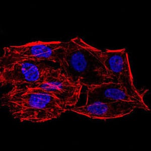 Figure 1:Immunofluorescence analysis of HeLa cells using SIRT6 mouse mAb. Blue: DRAQ5 fluorescent DNA dye. Red: Actin filaments have been labeled with Alexa Fluor- 555 ph