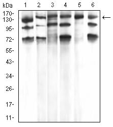 Figure 1:Western blot analysis using PLCG1 mouse mAb against Hela (1), A431 (2), C6 (3), NIH/3T3 (4), COS7 (5), and HCT116 (6) cell lysate.