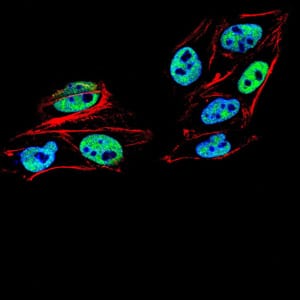 Figure 1:Immunofluorescence analysis of HeLa cells using PMS2 mouse mAb (green). Blue: DRAQ5 fluorescent DNA dye. Red: Actin filaments have been labeled with Alexa Fluor-