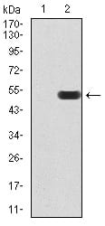Figure 1:Western blot analysis using ATF3 mAb against HEK293 (1) and ATF3 (AA: 1-181)-hIgGFc transfected HEK293 (2) cell lysate.
