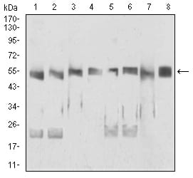 Figure 1:Western blot analysis using DDX39B mouse mAb against HepG2 (1), HepG2 (2), K562 (3), Jurkat (4), NIH/3T3 (5), MCF-7 (6), Jurkat (7), and Hek293 (8) cell lysate.