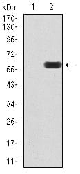 Figure 1:Western blot analysis using DDX39B mAb against HEK293 (1) and DDX39B (AA: 1-250)-hIgGFc transfected HEK293 (2) cell lysate.