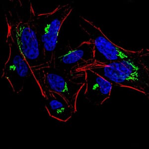 Figure 1:Immunofluorescence analysis of HeLa cells using HDAC4 mouse mAb (green). Blue: DRAQ5 fluorescent DNA dye. Red: Actin filaments have been labeled with Alexa Fluor