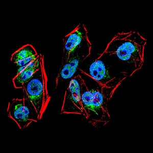 Figure 1:Immunofluorescence analysis of HeLa cells using PRDM1 mouse mAb (green). Blue: DRAQ5 fluorescent DNA dye. Red: Actin filaments have been labeled with Alexa Fluor