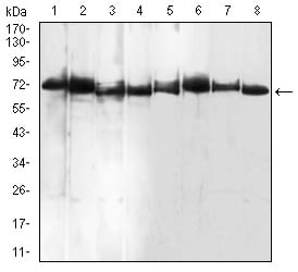 Figure 1:Western blot analysis using BMP7 mouse mAb against Raw264.7 (1), A549 (2), Jurkat (3), PC-3 (4), HEK293 (5), Jurkat (6), NIH/3T3 (7), and Hela (8) cell lysate.