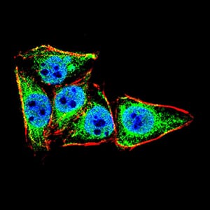 Figure 1:Immunofluorescence analysis of HeLa cells using LRP1 mouse mAb (green). Blue: DRAQ5 fluorescent DNA dye. Red: Actin filaments have been labeled with Alexa Fluor-