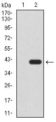 Figure 1:Western blot analysis using SIRT4 mAb against HEK293 (1) and SIRT4 (AA: 215-314)-hIgGFc transfected HEK293 (2) cell lysate.