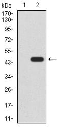 Figure 1:Western blot analysis using RAD52 mAb against HEK293 (1) and RAD52 (AA: 269-418)-hIgGFc transfected HEK293 (2) cell lysate.