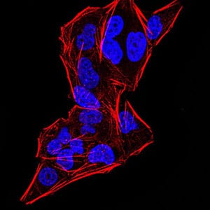 Figure 1:Immunofluorescence analysis of HeLa cells using DDX20 mouse mAb. Blue: DRAQ5 fluorescent DNA dye. Red: Actin filaments have been labeled with Alexa Fluor- 555 ph