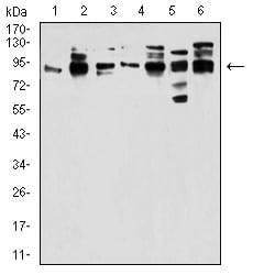 Figure 1:Western blot analysis using DDX20 mouse mAb against Jurkat (1), Hela (2), NTERA-2 (3), HL7702 (4), K562 (5), and C6 (6) cell lysate.