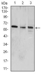 Figure 1:Western blot analysis using WNT3A mouse mAb against A549 (1), HepG2 (2), and A431 (3) cell lysate.