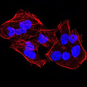 Figure 1:Immunofluorescence analysis of HeLa cells using KDM4A mouse mAb. Blue: DRAQ5 fluorescent DNA dye. Red: Actin filaments have been labeled with Alexa Fluor- 555 ph
