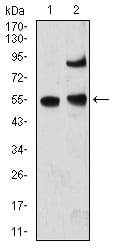 Figure 1:Western blot analysis using MECP2 mouse mAb against A431 (1) and MCF-7 (2) cell lysate.