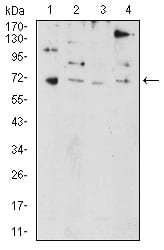 Figure 1:Western blot analysis using PRDM5 mouse mAb against HL-60 (1), NIH/3T3 (2), SW480 (3), and HEK293 (4) cell lysate.