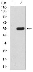 Figure 1:Western blot analysis using mTOR mAb against HEK293 (1) and mTOR (AA: 2311-2529)-hIgGFc transfected HEK293 (2) cell lysate.