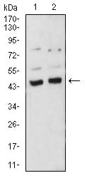 Figure 1:Western blot analysis using BMP4 mouse mAb against A549 (1) and C6 (2) cell lysate.