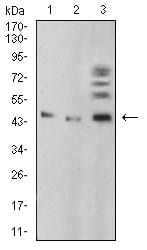 Figure 1:Western blot analysis using BMP4 mouse mAb against A549 (1), HepG2 (2), and C6 (3) cell lysate.