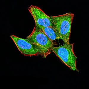 Figure 1:Immunofluorescence analysis of HeLa cells using HOXA9 mouse mAb (green). Blue: DRAQ5 fluorescent DNA dye. Red: Actin filaments have been labeled with Alexa Fluor