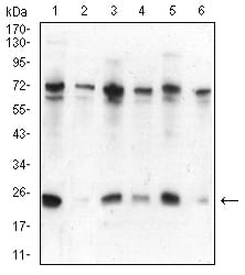 Figure 1:Western blot analysis using CBX5 mouse mAb against Hela (1), NIH/3T3 (2), K562 (3), MCF-7 (4), Jurkat (5), and A431 (6) cell lysate.