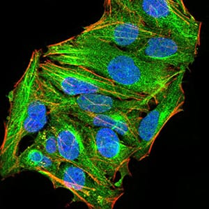 Figure 1:Immunofluorescence analysis of Hela cells using ATG13 mouse mAb (green). Blue: DRAQ5 fluorescent DNA dye. Red: Actin filaments have been labeled with Alexa Fluor