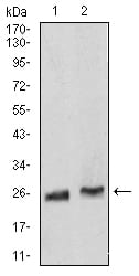 Figure 1:Western blot analysis using Rab5a mouse mAb against Hela (1) and K562 (2) cell lysate.