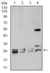 Figure 1:Western blot analysis using Rab5a mouse mAb against K562 (1), Hela (2), Jurkat (3), and HepG2 (4) cell lysate.