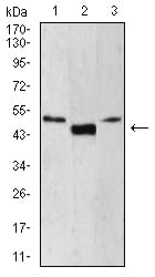 Figure 1:Western blot analysis using LEF1 mouse mAb against Jurkat (1), HepG2 (2), and MOLT4 (3) cell lysate.