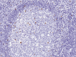 Anti-CD57 Monoclonal Antibody