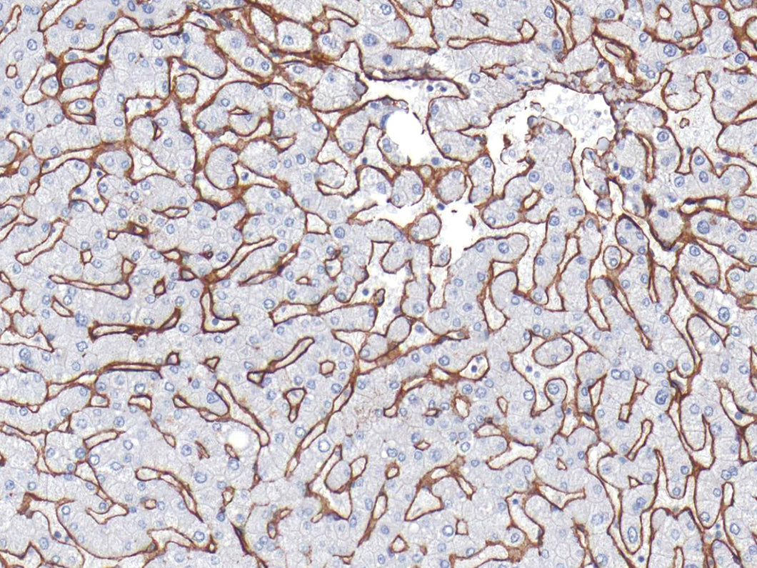 Anti-Collagen Type IV Monoclonal Antibody