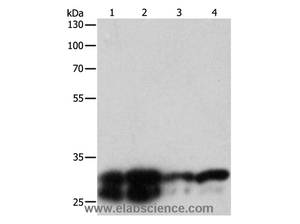 14-3-3 epsilon Polyclonal Antibody