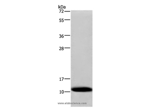 COX6B1 Polyclonal Antibody