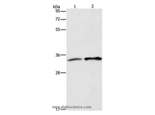 ANXA4 Polyclonal Antibody