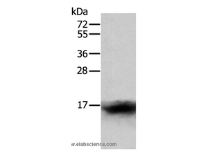 CCL24 Polyclonal Antibody