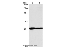 CEACAM3 Polyclonal Antibody