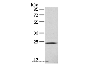 CLEC4D Polyclonal Antibody