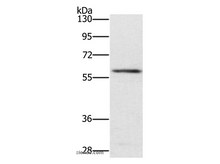 TRAFD1 Polyclonal Antibody