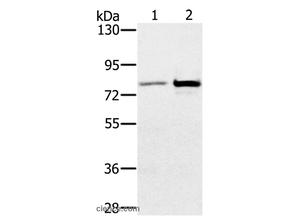 ALS2CR8 Polyclonal Antibody