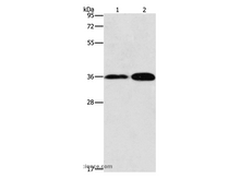 ANXA9 Polyclonal Antibody