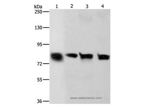K-Cadherin Polyclonal Antibody