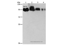 EPS15L1 Polyclonal Antibody