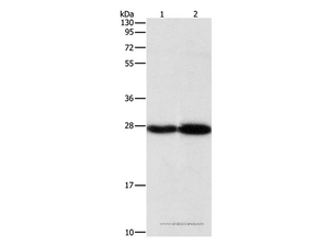 PSMB7 Polyclonal Antibody