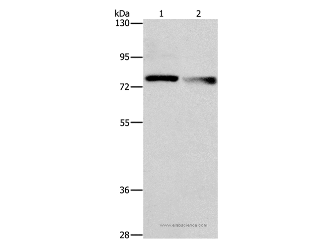 NEK11 Polyclonal Antibody