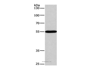 BLK Polyclonal Antibody
