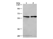 CD244 Polyclonal Antibody