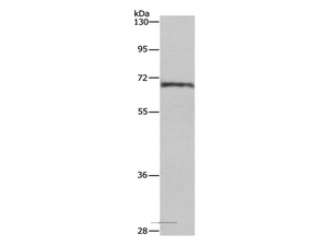 HSF27 Polyclonal Antibody