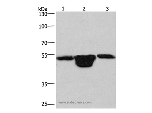PLEKHO1 Polyclonal Antibody