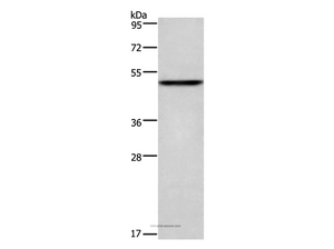 CKMT2 Polyclonal Antibody